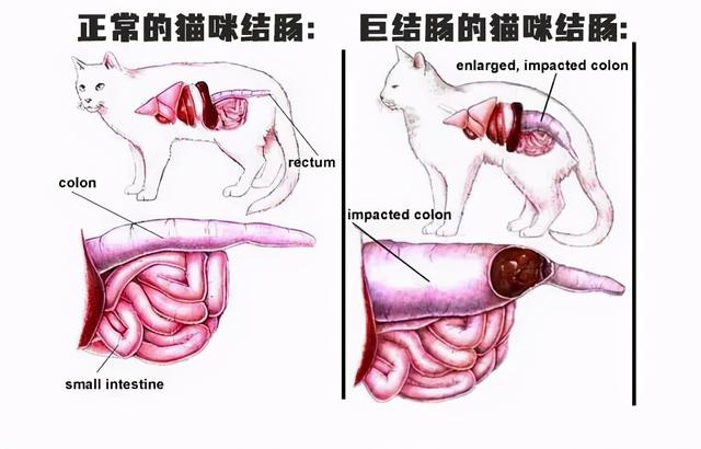 猫怀孕肚子变化图(猫咪怀孕后肚子变化过程图)