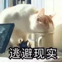 猫藓怎么治疗(猫得了猫癣怎么治好得快)