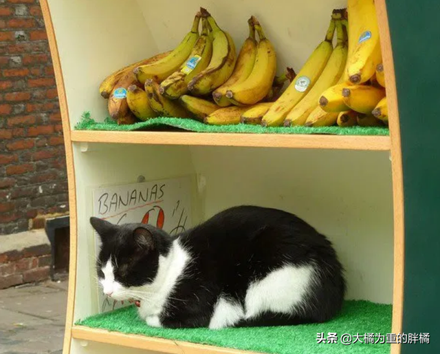 猫咪可以吃香蕉吗(猫咪能不能吃香蕉)