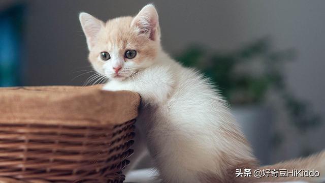 猫用英语怎么说(猫用英语怎么说读音)