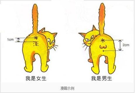 小猫怎么分公母(小猫怎么分公母图解)