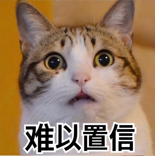 公猫母猫哪个好养(公猫母猫哪个好养活)