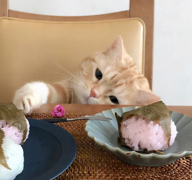 猫咪零食哪个牌子最好(宠物猫零食哪个品牌好)