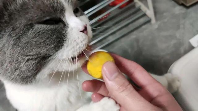 猫咪能吃蛋黄吗(猫可以吃蛋黄吗)