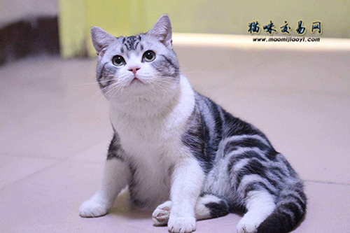 020年宠物猫行情：自贡市英国短毛猫价格到底多少钱？"