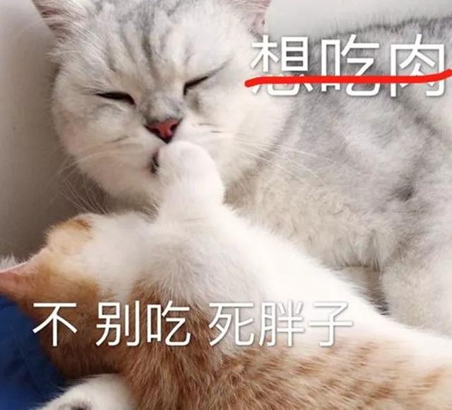 能给猫吃猪肉吗(可以给猫吃猪肉吗)