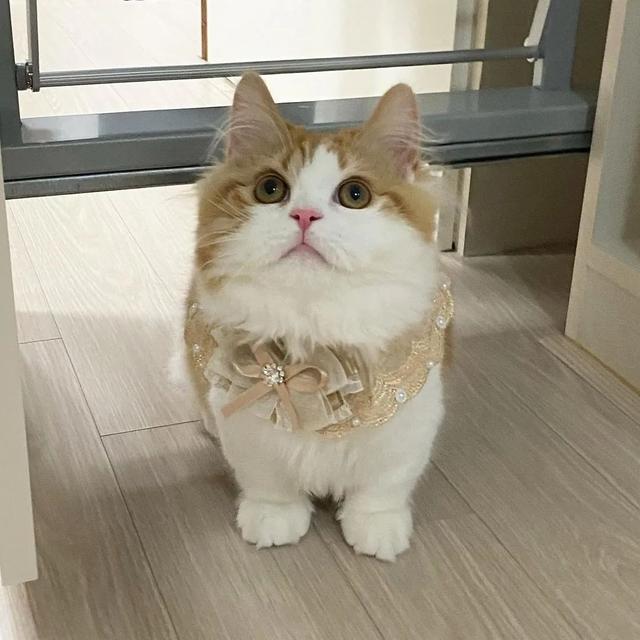 新手养猫基础知识(新手养猫必备知识)