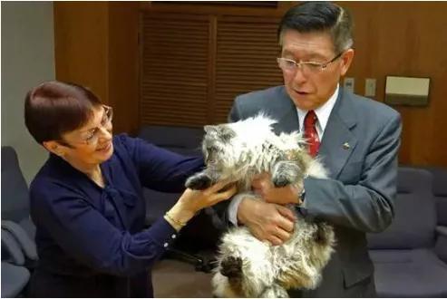 西伯利亚森林猫图片(西伯利亚森林猫优缺点)