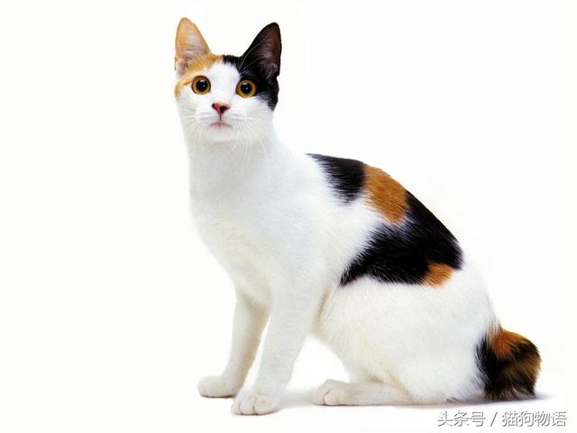 日本短毛猫三色猫(日本短毛猫图片)