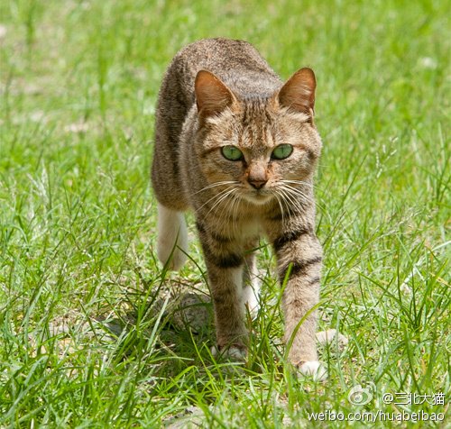 绿色眼睛的猫 绿色眼睛的白猫