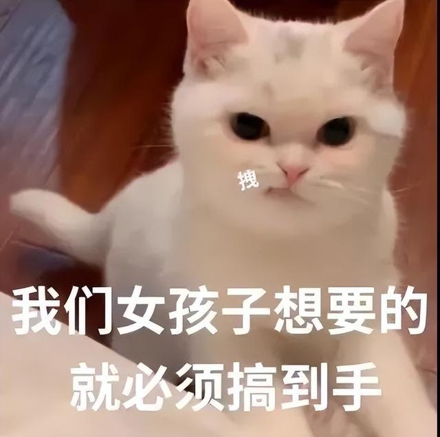 小猫表情包(小猫表情包沙雕)