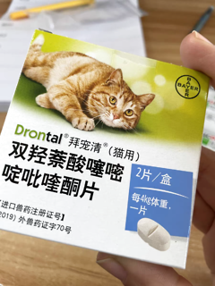 猫驱虫指南来喽！新手如何正确地给猫驱虫？