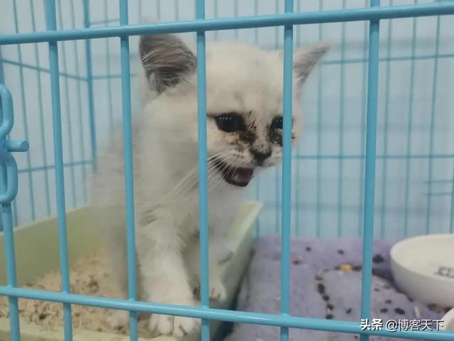 最大的宠物猫交易平台(宠物猫买卖交易平台)