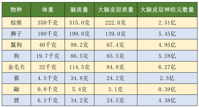 狗和猫哪个智商高(狗和猫哪个智商高一点)