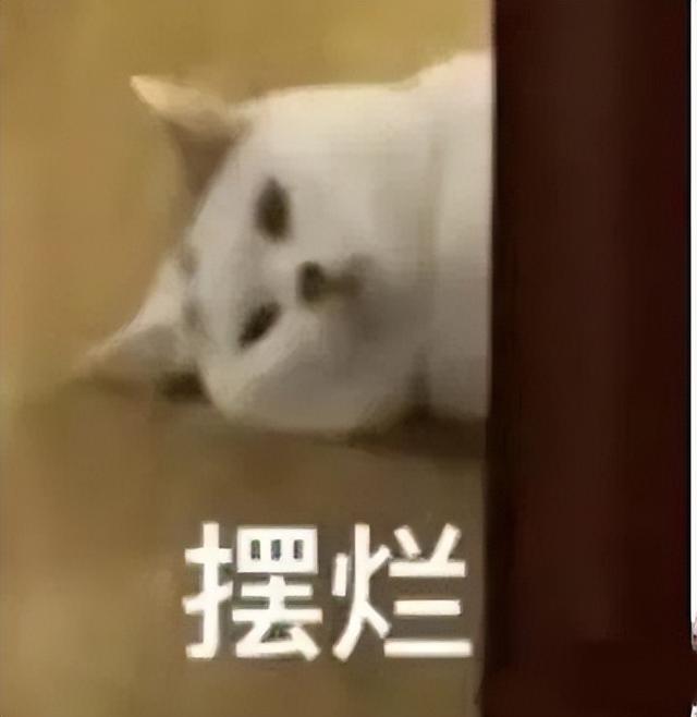 小猫表情包(小猫表情包沙雕)