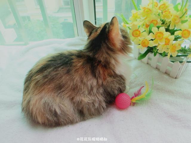 自制猫粮食谱大全(自制猫粮食谱窍门)