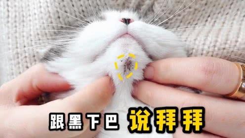 猫咪黑下巴怎么治(猫咪黑下巴的原因是什么)