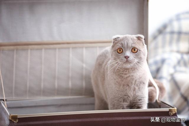 快递可以寄猫吗(哪个快递可以寄猫)