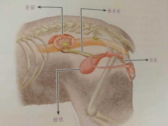 猫肾衰竭能治愈吗(猫肾衰竭怎么治疗)