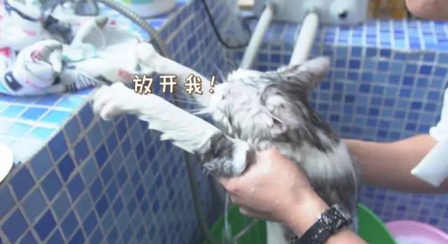 给猫洗澡要注意事项(给猫猫洗澡注意什么)