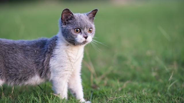 猫炸毛了代表什么(猫炸毛啥意思)