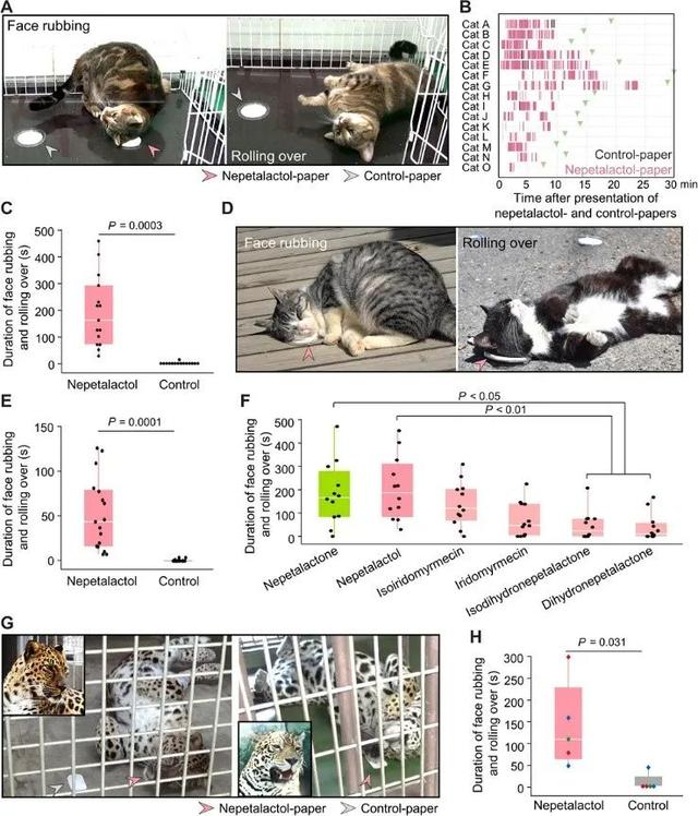 猫为什么喜欢猫薄荷(猫为什么喜欢猫薄荷的味道)