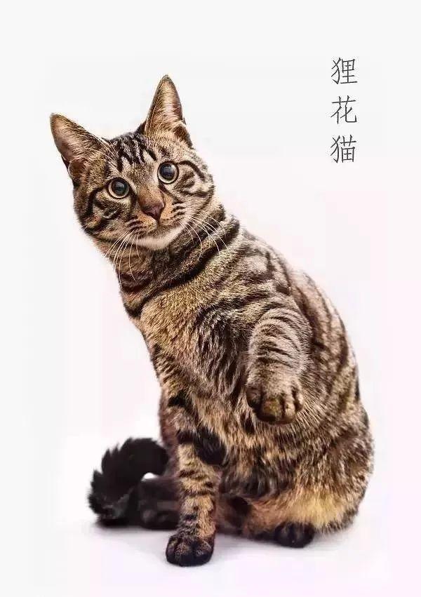 cfa猫(cfa猫官网)