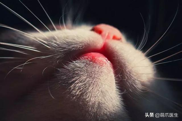 猫毛囊炎怎么治疗(猫毛囊炎怎么引起的)