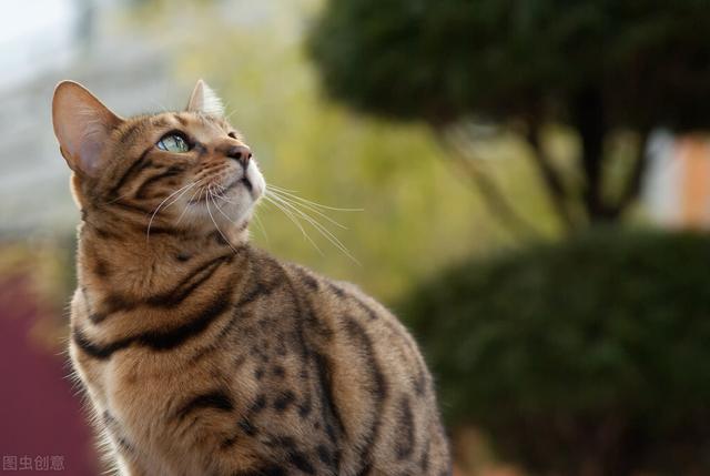 阿什拉猫图片(阿什拉猫多少钱)