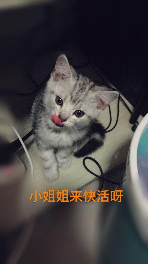 宠物店猫咪多少钱一只(宠物店的一只猫多少钱)