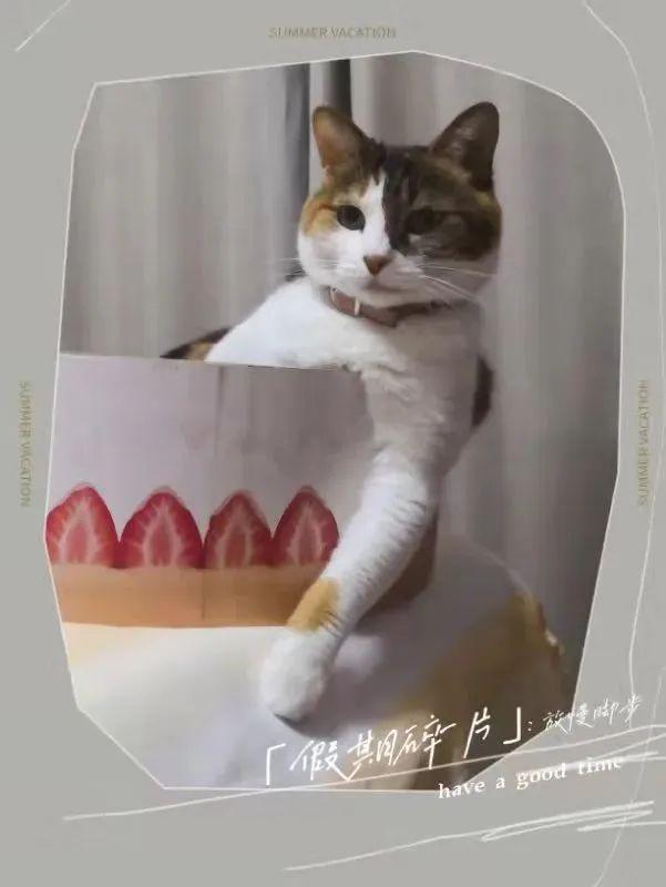 三花公猫多少钱一只(三花公猫值钱吗)