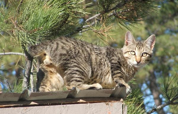 加州闪亮猫是豹猫吗(加州闪亮猫是哪里的猫)