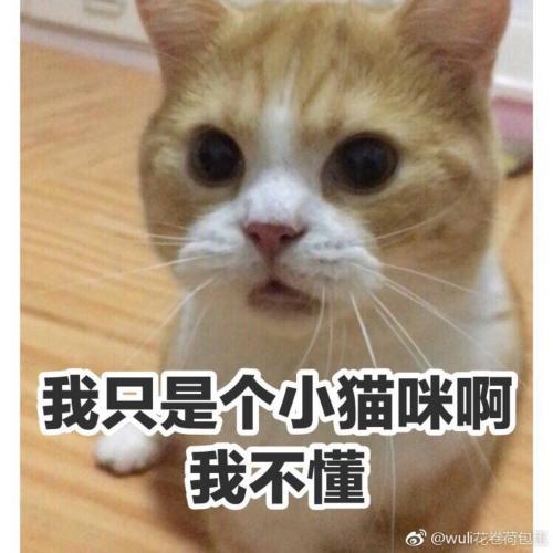 猫咪6个多月头小身子大 五个月的猫头小身子大