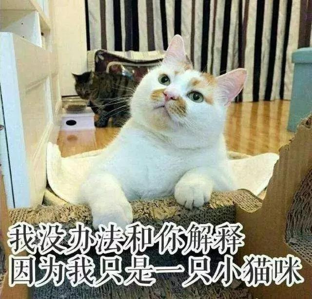 猫砂是什么垃圾(猫砂是什么垃圾分类)