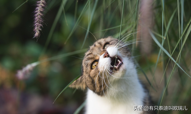 人可不可以吃猫薄荷(人可以吃猫薄荷吗)