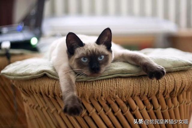 猫黑下巴不治疗要紧么(猫黑下巴不治疗可以吗)