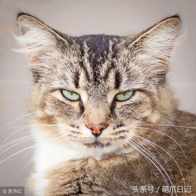 猫藓会传染给人吗(宠物猫藓会传染给人吗)