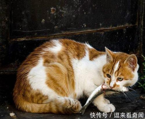 猫不怕鱼刺卡喉咙吗 猫可以消化鱼骨头吗