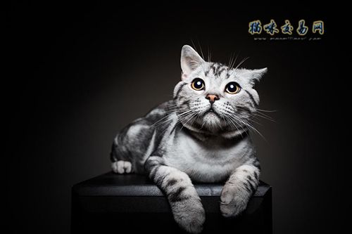 云南纯种血统银渐层宠物猫价格多少钱？