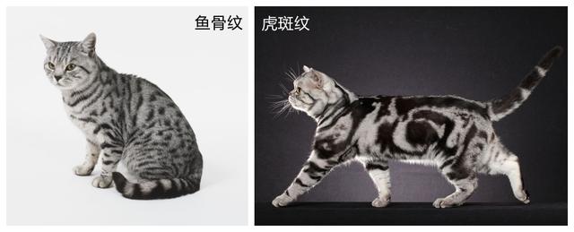 银虎斑猫图片(美短银虎斑猫图片)