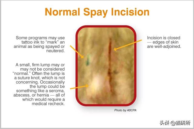母猫绝育伤口正常图(母猫绝育伤口愈合图片)