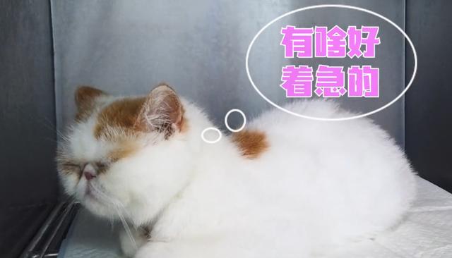 猫咪多久生宝宝(猫咪怀孕多久生宝宝)