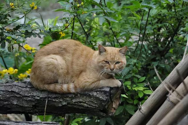 猫咪安葬的禁忌(安葬猫咪有啥讲究)