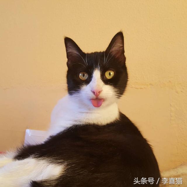 猫吐舌头像狗一样喘气(猫吐舌头急促呼吸)