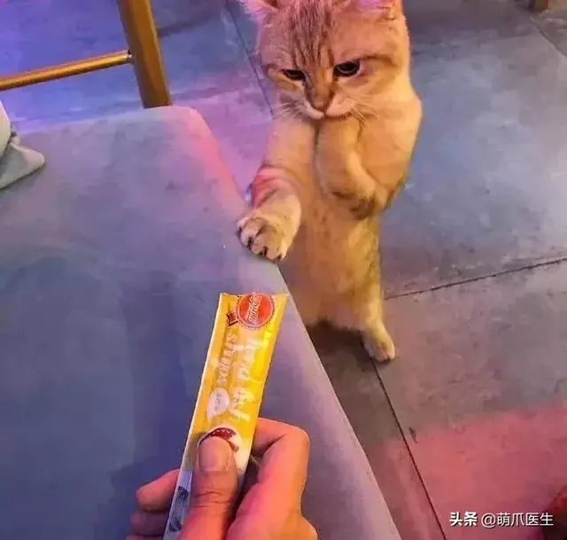 猫毛囊炎怎么治疗(猫毛囊炎怎么引起的)