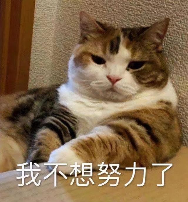 小猫表情包(小猫表情包沙雕)