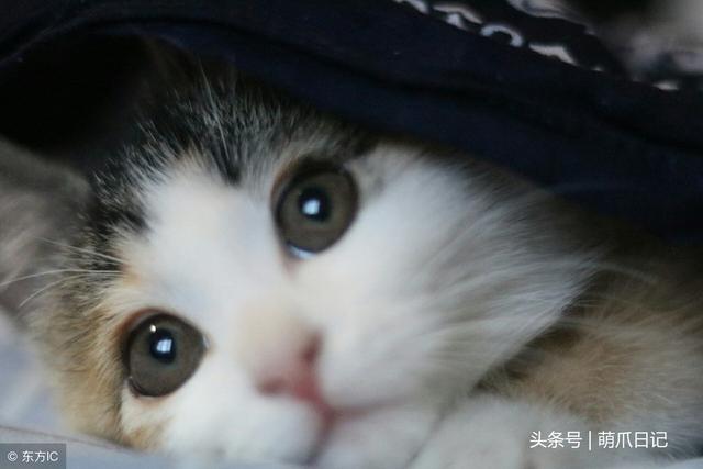 猫藓会传染给人吗(宠物猫藓会传染给人吗)