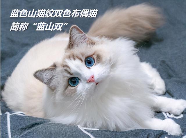 海豹双色布偶猫(海豹双色布偶猫小时候和长大后)