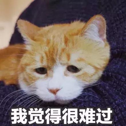 猫瘟是怎么引起的(猫瘟怎么得的)