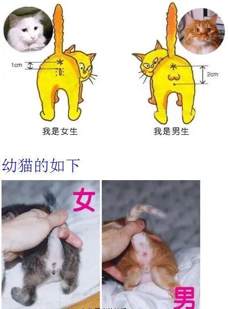 猫咪怎么分辨公母(三个月的猫咪怎么分辨公母)